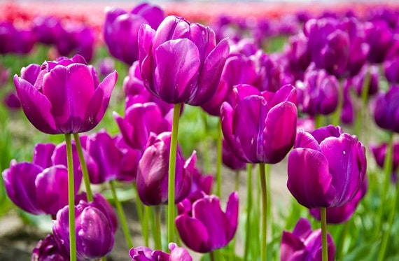Bulbes de tulipes violettes fraîches à planter Tulipes - Etsy France