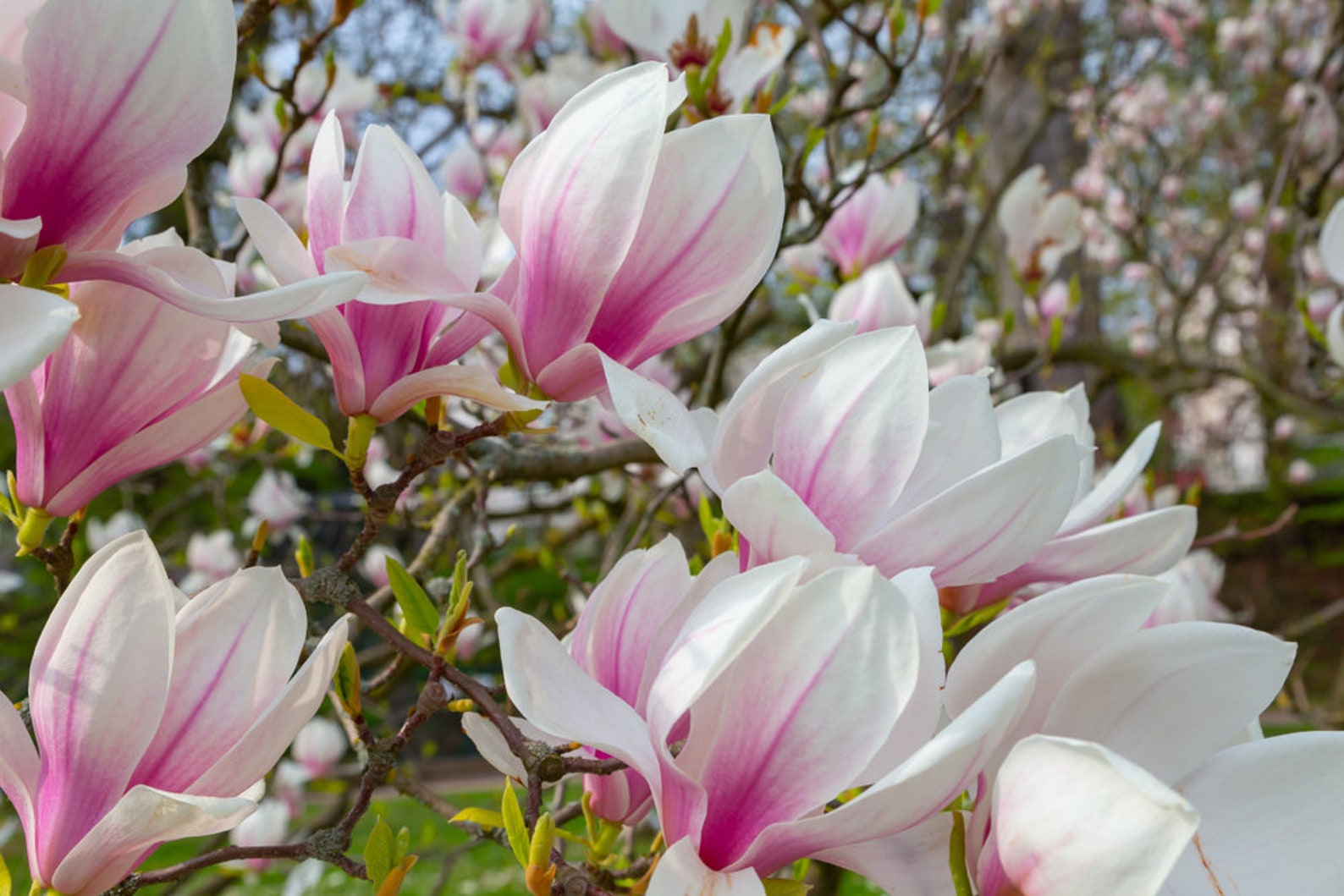 Magnolia Tree Seeds 10 Seeds Beautiful Pink/white Flowers Etsy Denmark