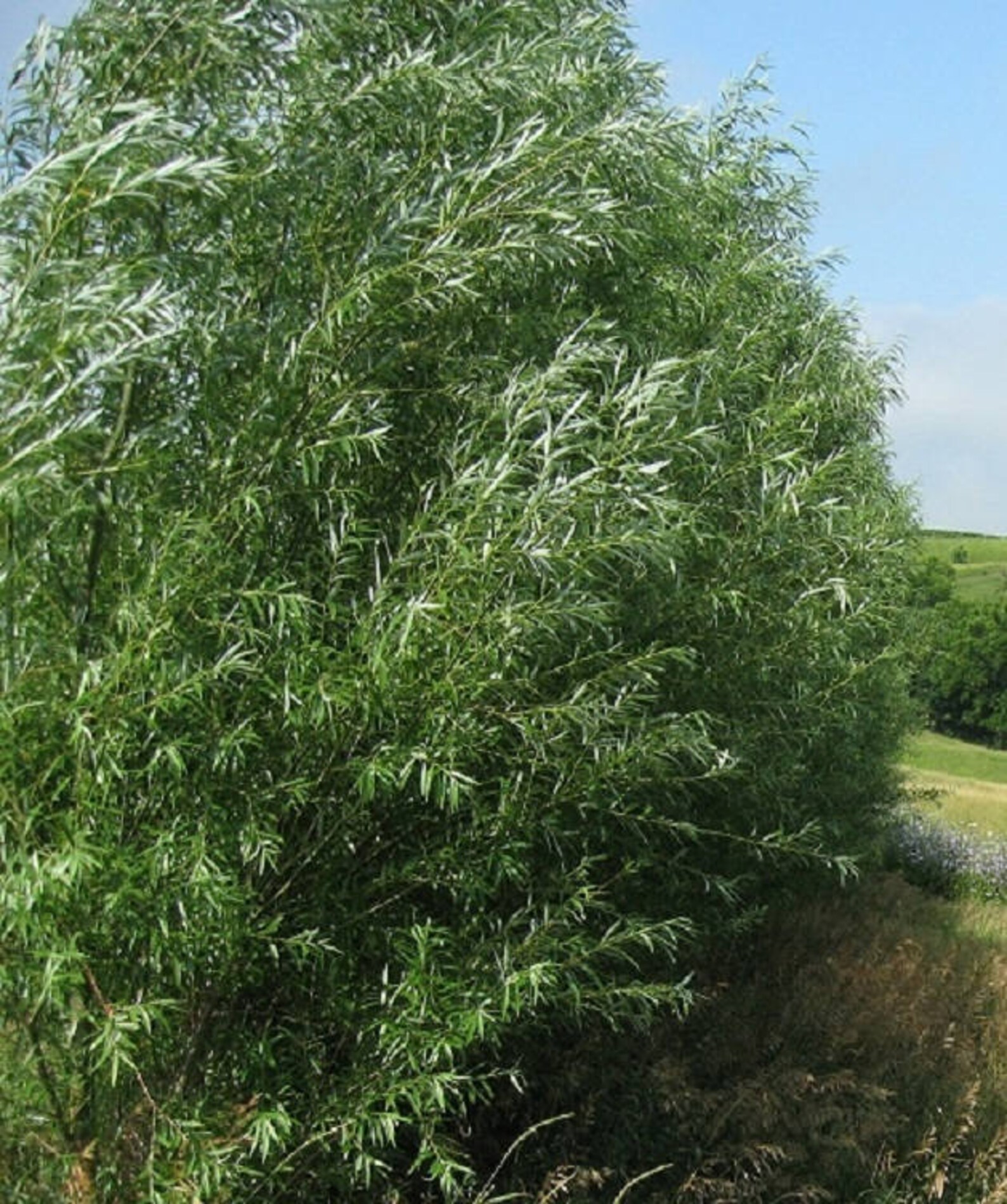 26 Austree Hybrid Willow Trees Ready to Plant Fast Growing Etsy