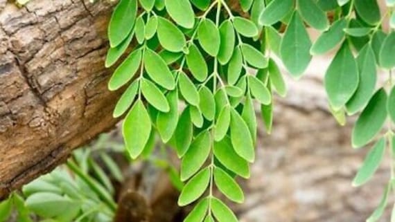 Moringa Tree  5PCS  Bonsai Plants  Home Garden Fast Growing Rare Nutritious 