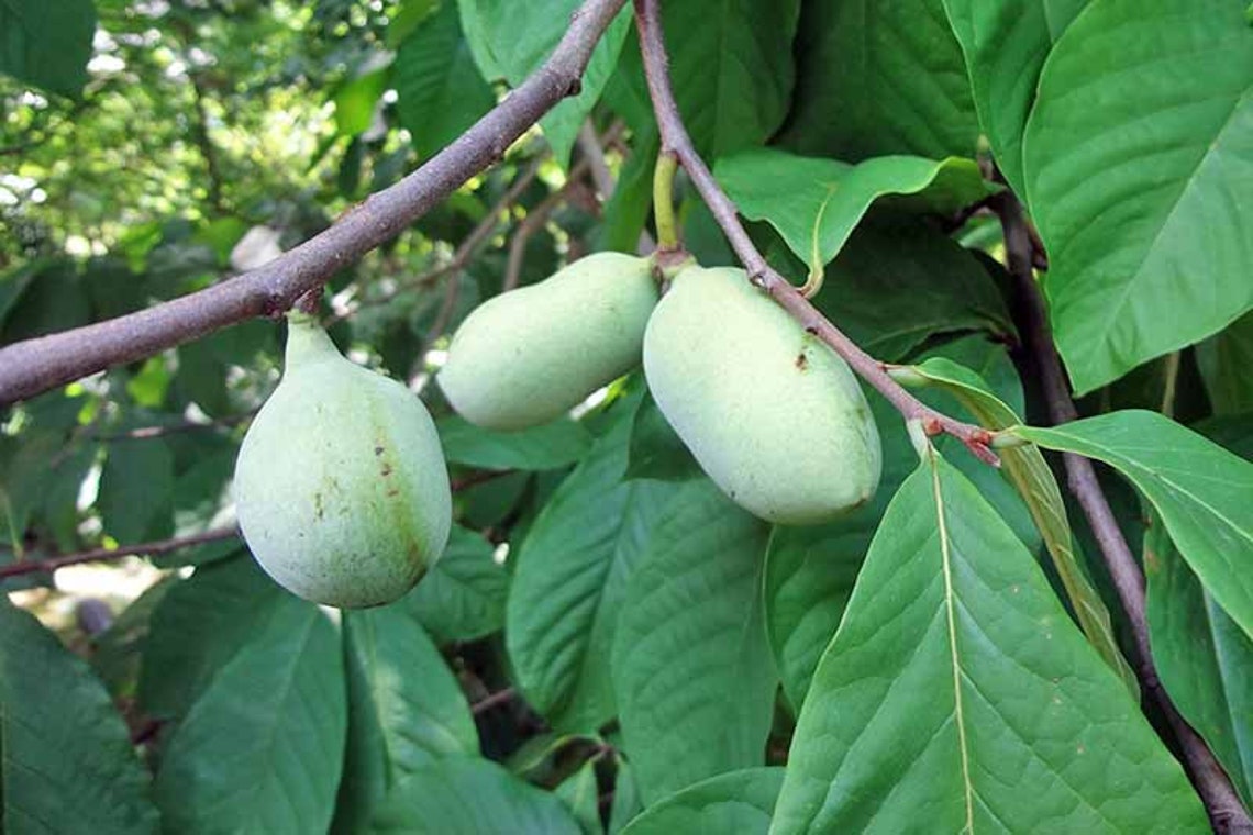 Paw Paw Tree Seeds for Planting 6 Seeds Edible Fruit Tree Etsy