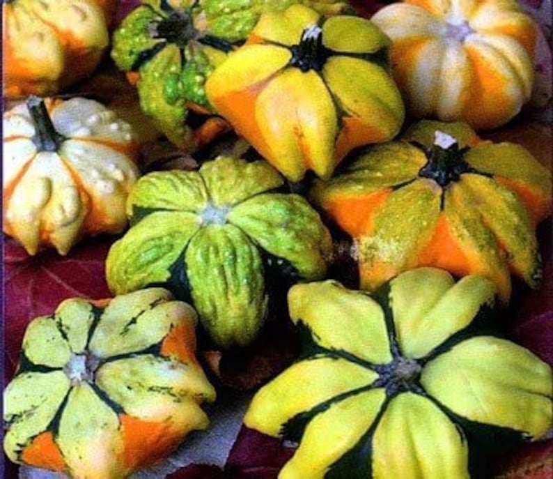 Daisy Gourd Seeds for Planting 10 Seeds Rare Seeds Great - Etsy