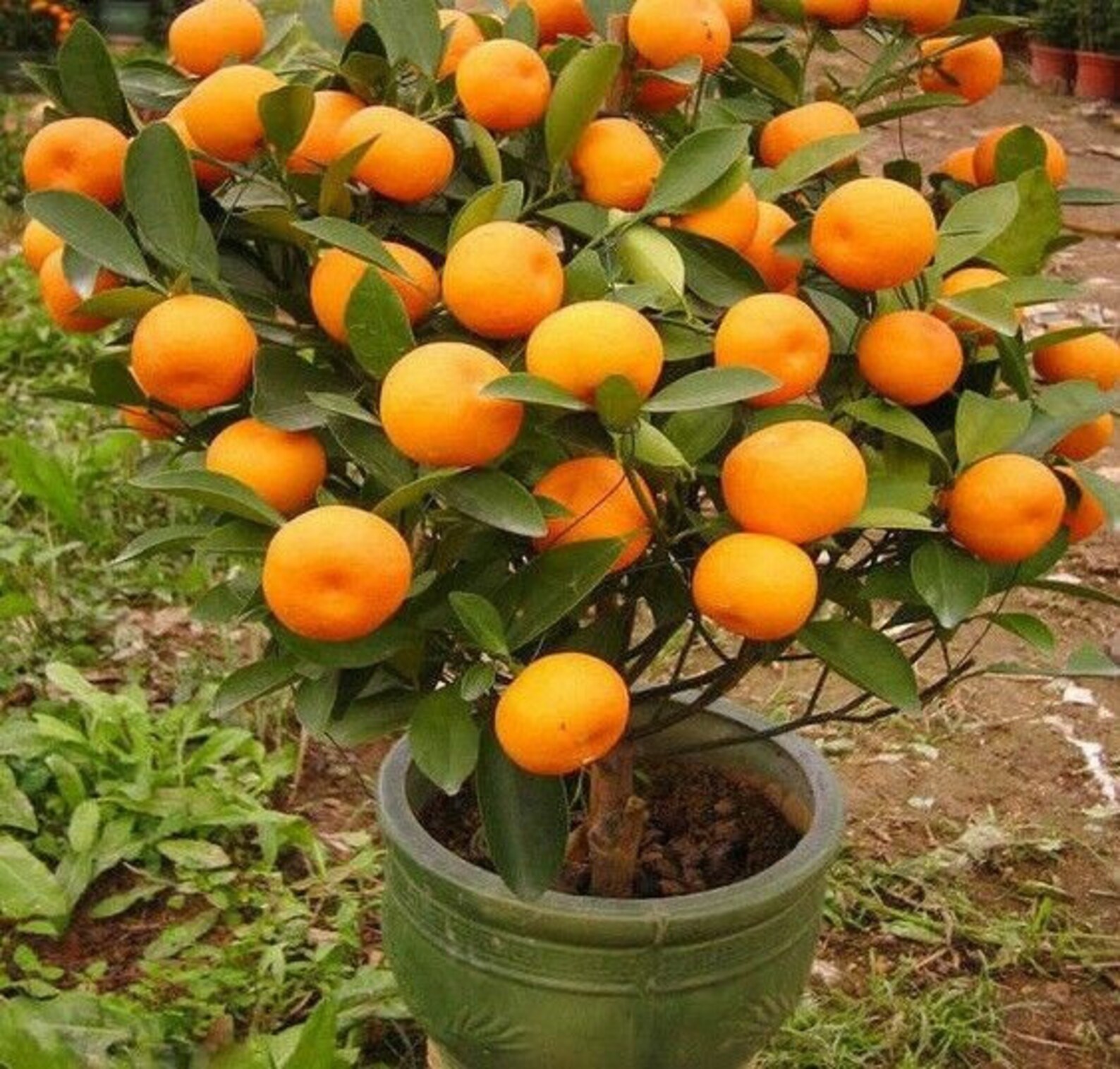 Bonsai Orange Tree Seeds 20 Seeds grow a Delicious Fruit Etsy Canada