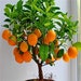 Bonsai Orange Tree Seeds, 20 Seeds ,Grow a Delicious Fruit Bearing Bonsai Tree - Ships from Iowa. 