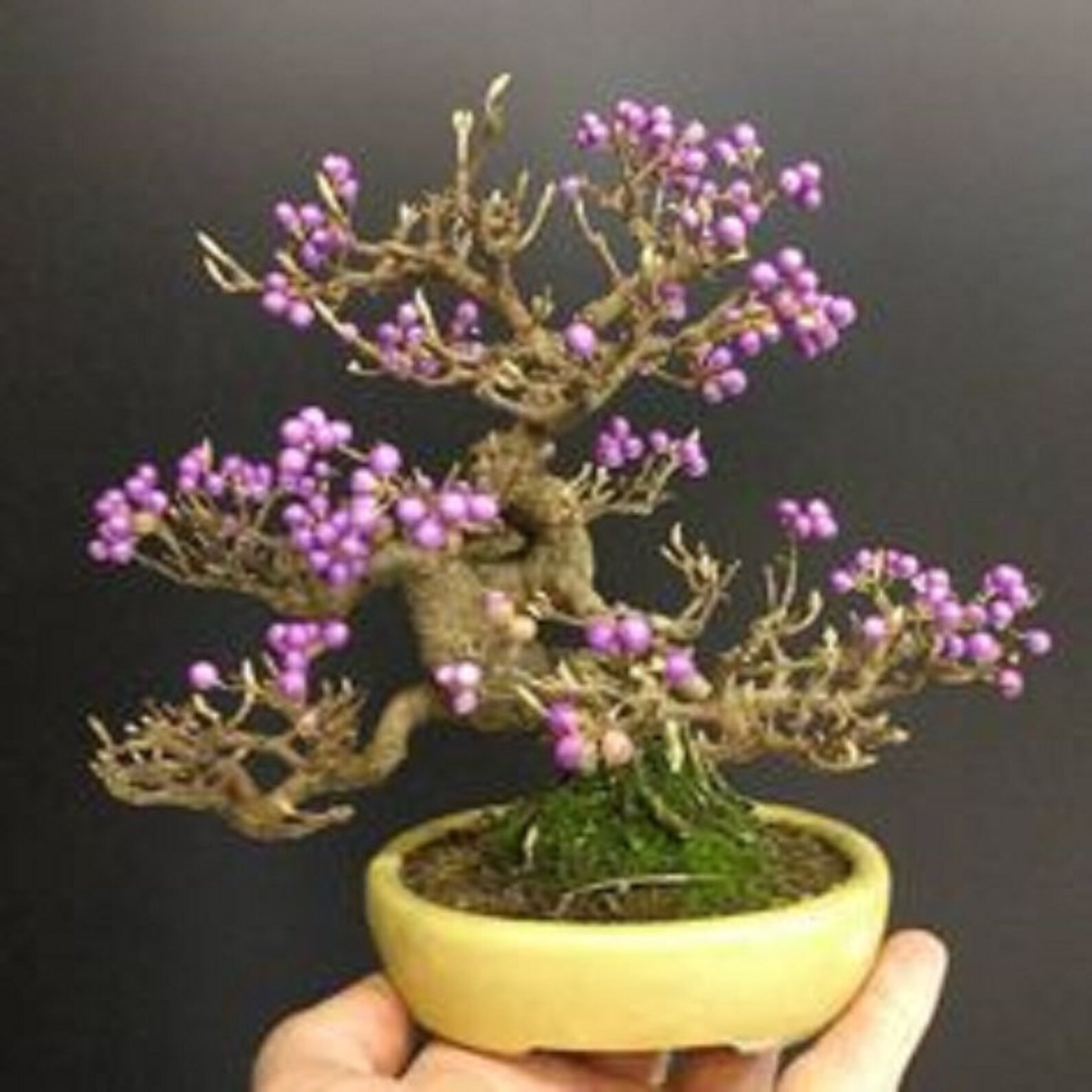 Bonsai Beauty Berry Tree Seeds Callicarpa Americana 50 Etsy