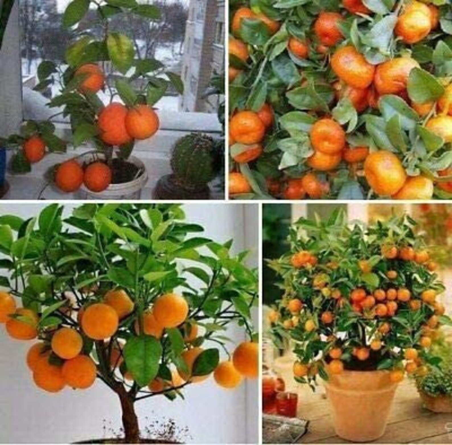 Bonsai Orange Tree Seeds 20 Seeds grow a Delicious Fruit Etsy