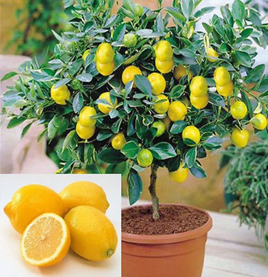 Dwarf Lemon Tree Seeds 20 Seeds Grow a Delicious Fruit Etsy