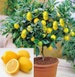 Dwarf Lemon Tree Seeds - 20 Seeds - Grow a Delicious Fruit Bearing Bonsai Tree - Ships from Iowa. 