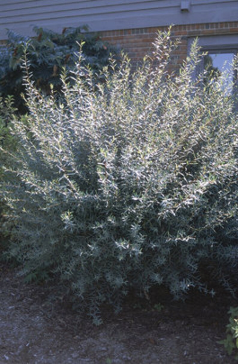 4 Live Basket Willow Tree Shrubs Grow Basket Willow Branches Etsy