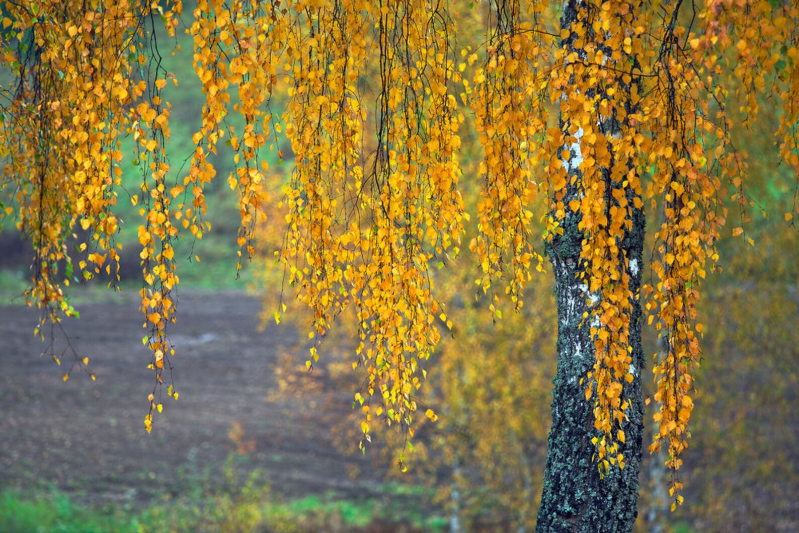 Weeping Silver Birch Tree Seeds for Planting Betula Pendula Etsy