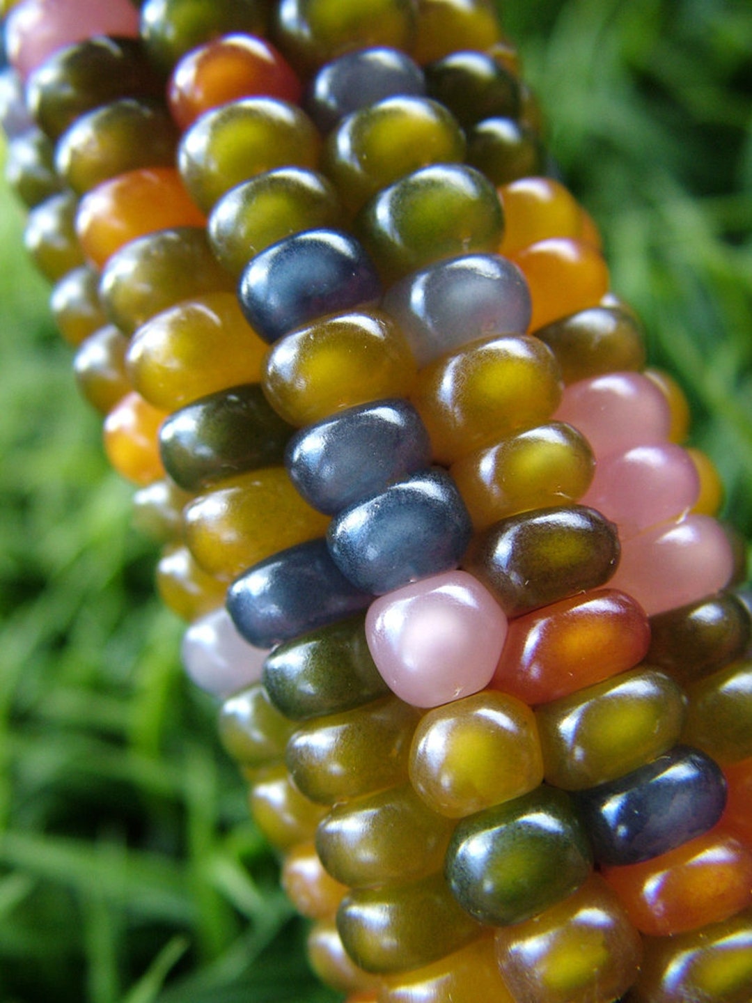 Glass Gem Corn Seeds 40 Seeds per Pack Rare Heirloom Etsy