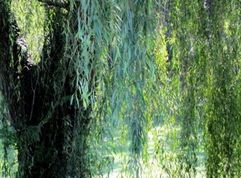 One 1 Weeping Willow Tree Cutting Thick Healthy Root Stock Etsy