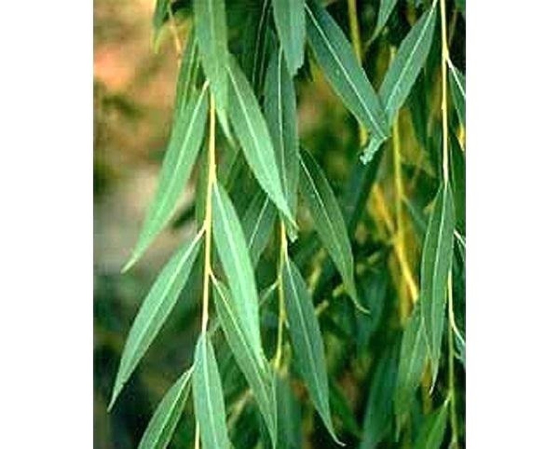 Four 4 Globe Willow Trees Fast Growing Shade or Privacy Etsy