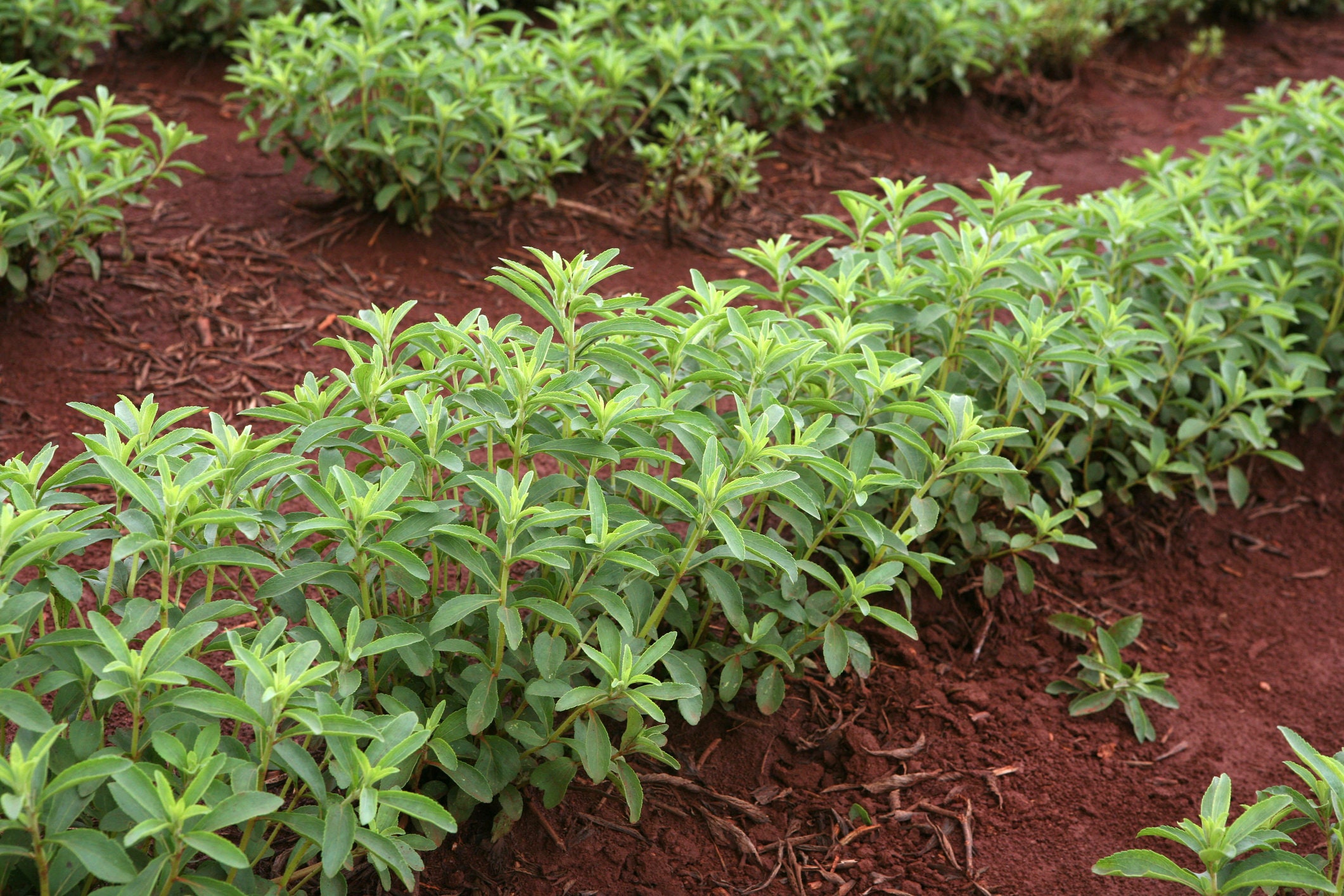 Stevia Sweetleaf Herb Plant Seeds I 250 Seeds I Natural Stevia Etsy