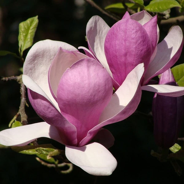 Magnolia Cup Saucer Etsy