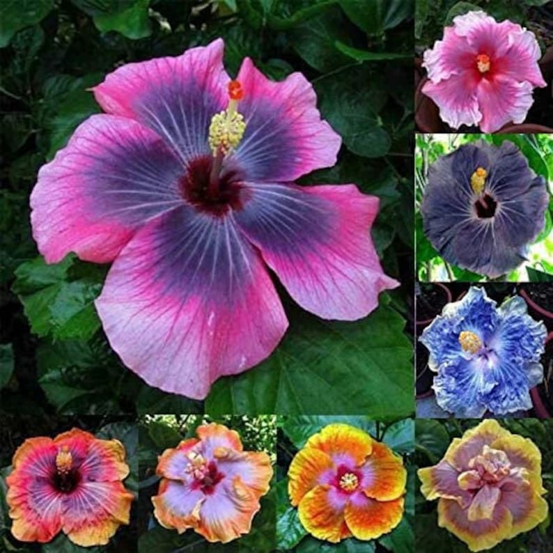 Hibiscus Flower Seeds 100 Mixed Color Seeds for Planting Etsy