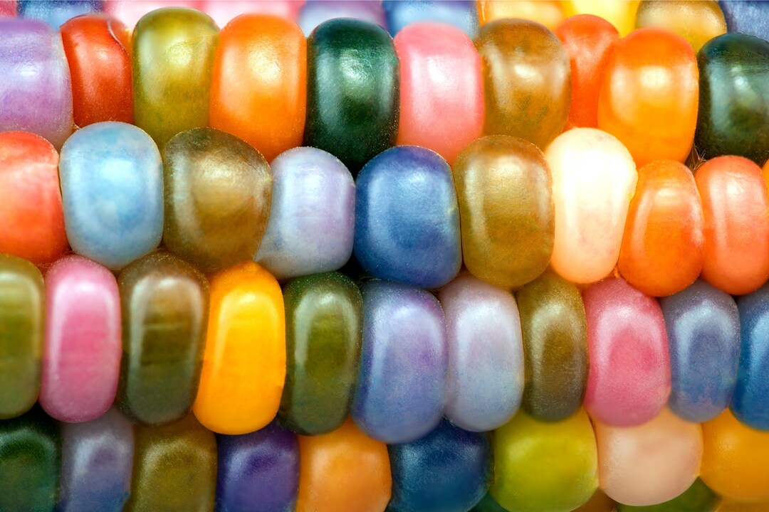 Glass Gem Corn Seeds 25 Seeds per Pack Rare Heirloom Etsy