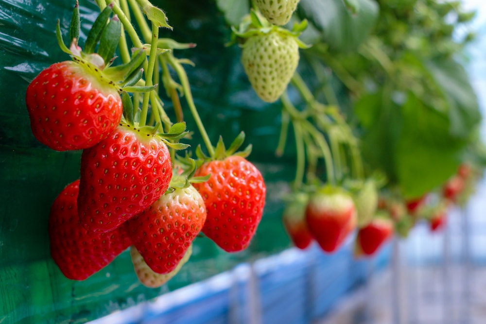 Strawberry Fresca 250 seeds Strawberry Fresca 250 seeds