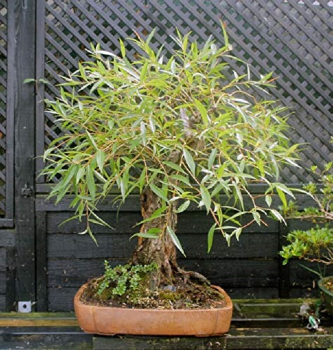 Bonsai Tree Globe Willow Tree Large Thick Trunk Cutting Etsy