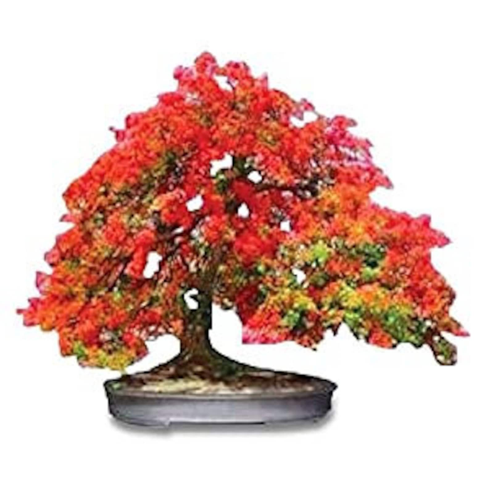 Bonsai Flame Tree Seeds Tropical Flowering Tree Stunning Etsy