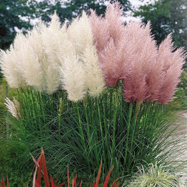 Giant White Pampas Grass Seeds 100 Seeds Ornamental Grass | Etsy Canada