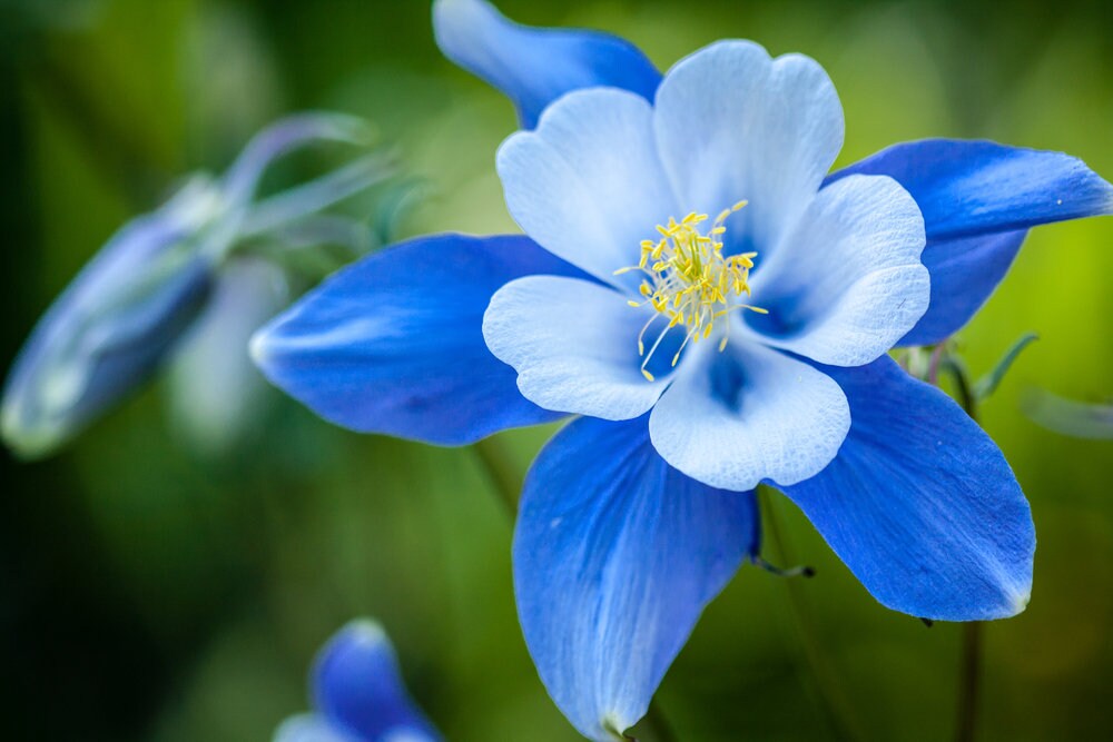 100 Blue Colorado Columbine Flower Seeds NonGMO Etsy