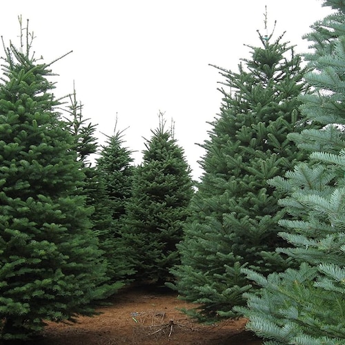 Noble Fir Seeds for Planting 20 Seeds Grow Evergreen Trees Etsy