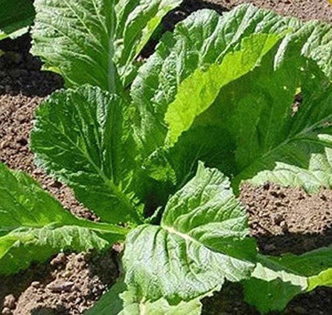 Florida Broadleaf Mustard Greens 250 Seeds to Grow Made Etsy