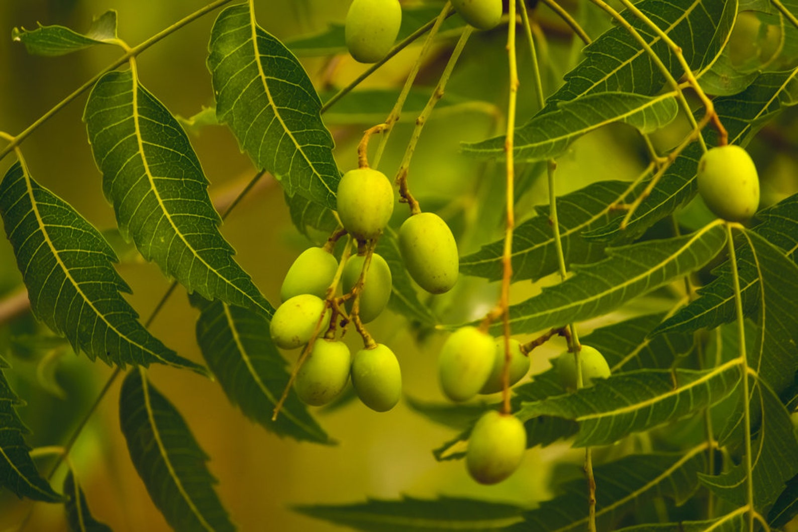 Neem Tree Seeds 10 Seeds Village Pharmacy Tree Etsy