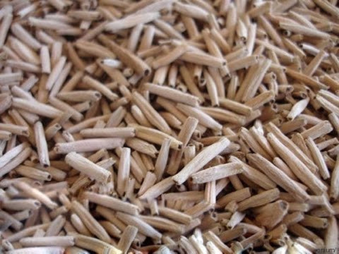 Desert Rose Seeds to Grow 10 Pack Highly Prized Etsy