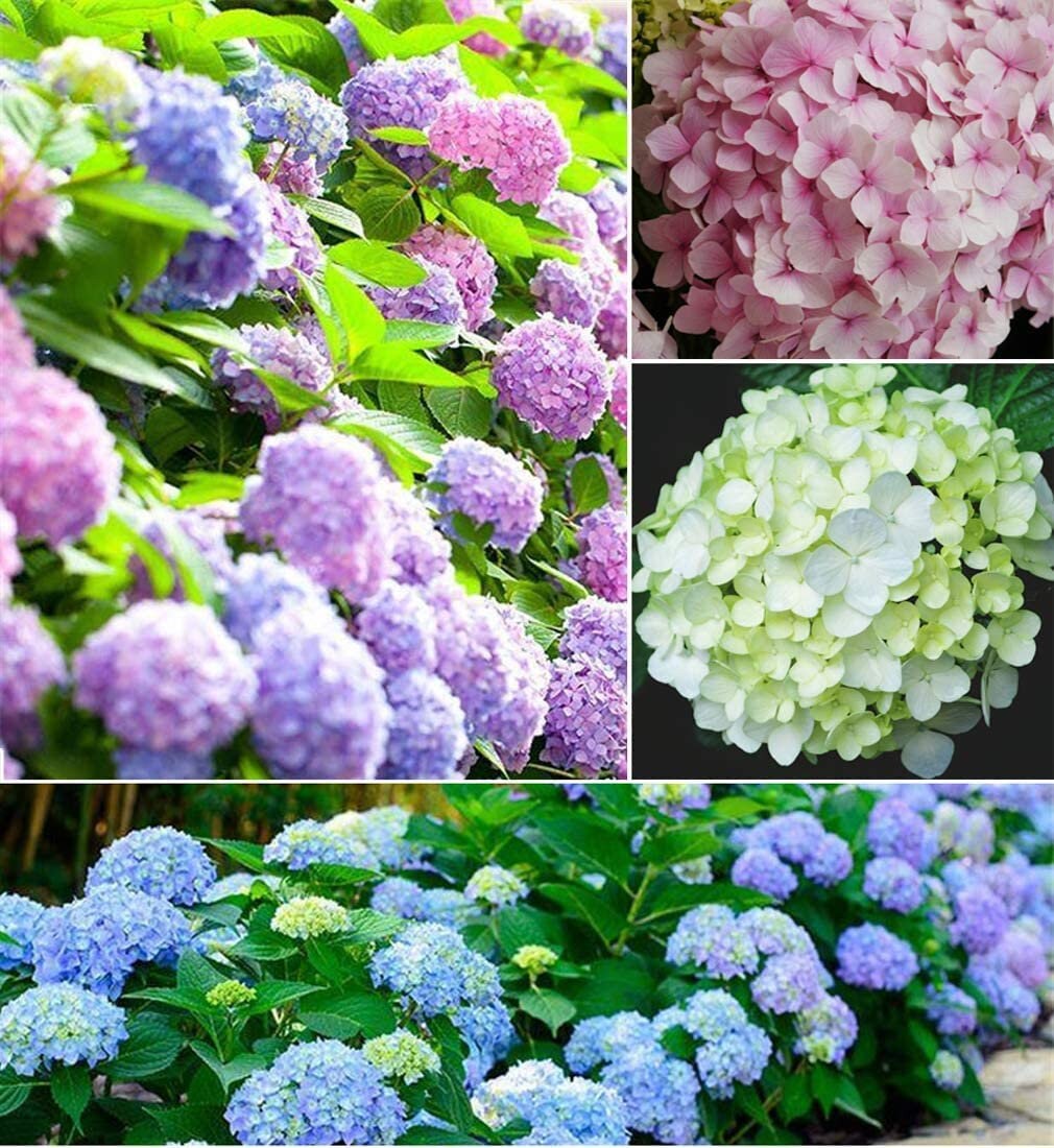 Image of Woman planting hydrangea seeds