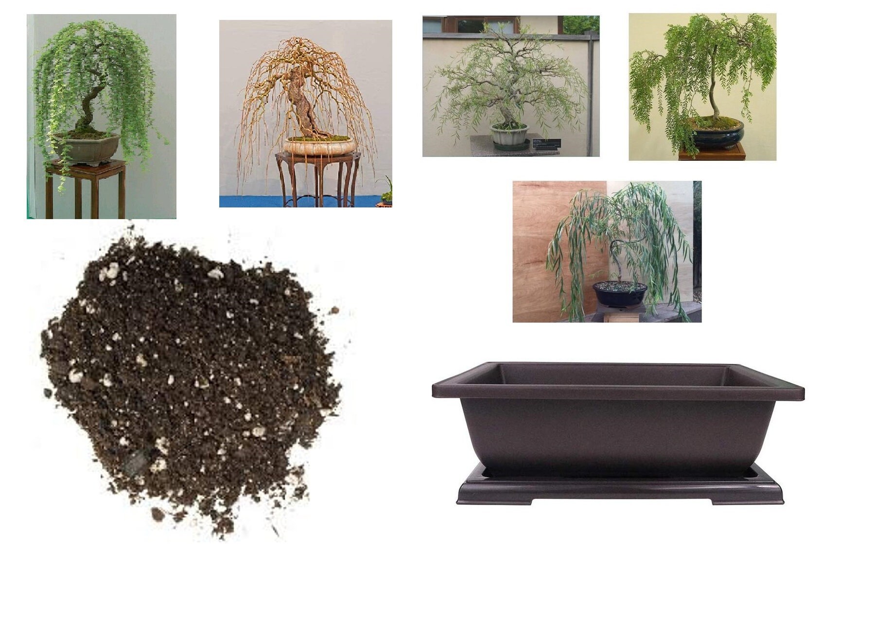 Willow Bonsai Kit Soil and Pot Included You Pick the Type Etsy Canada