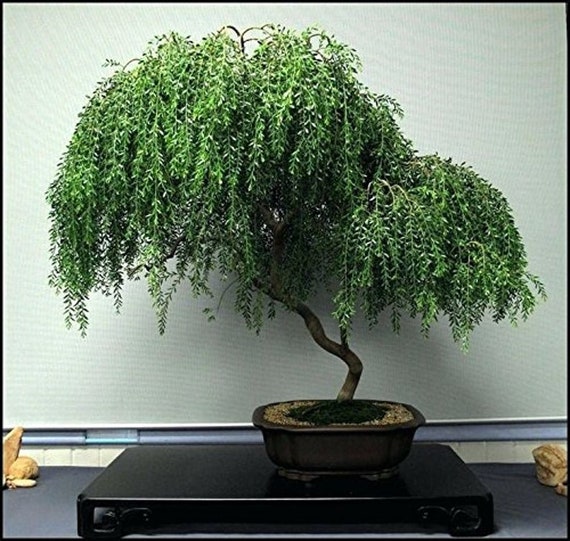 Bonsai Zwerg weinende Weide Baum schneiden ausgezeichnete ...