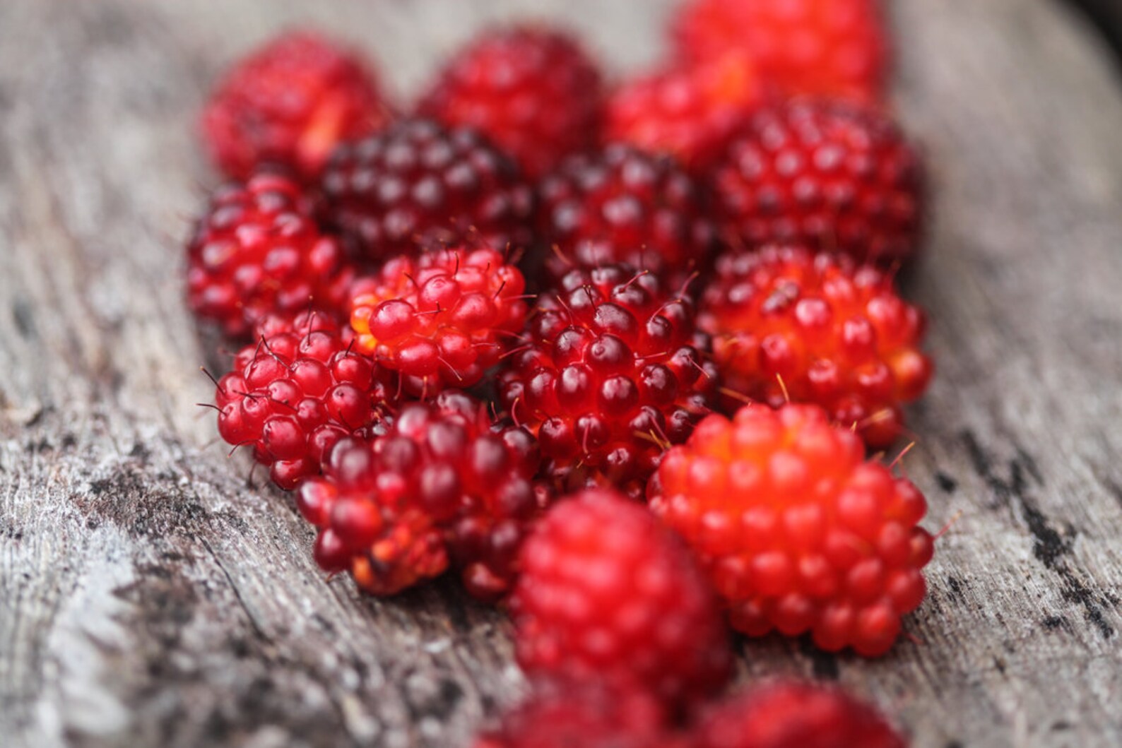 Salmonberry Bush Seeds Rubus Spectabilis Great for Etsy
