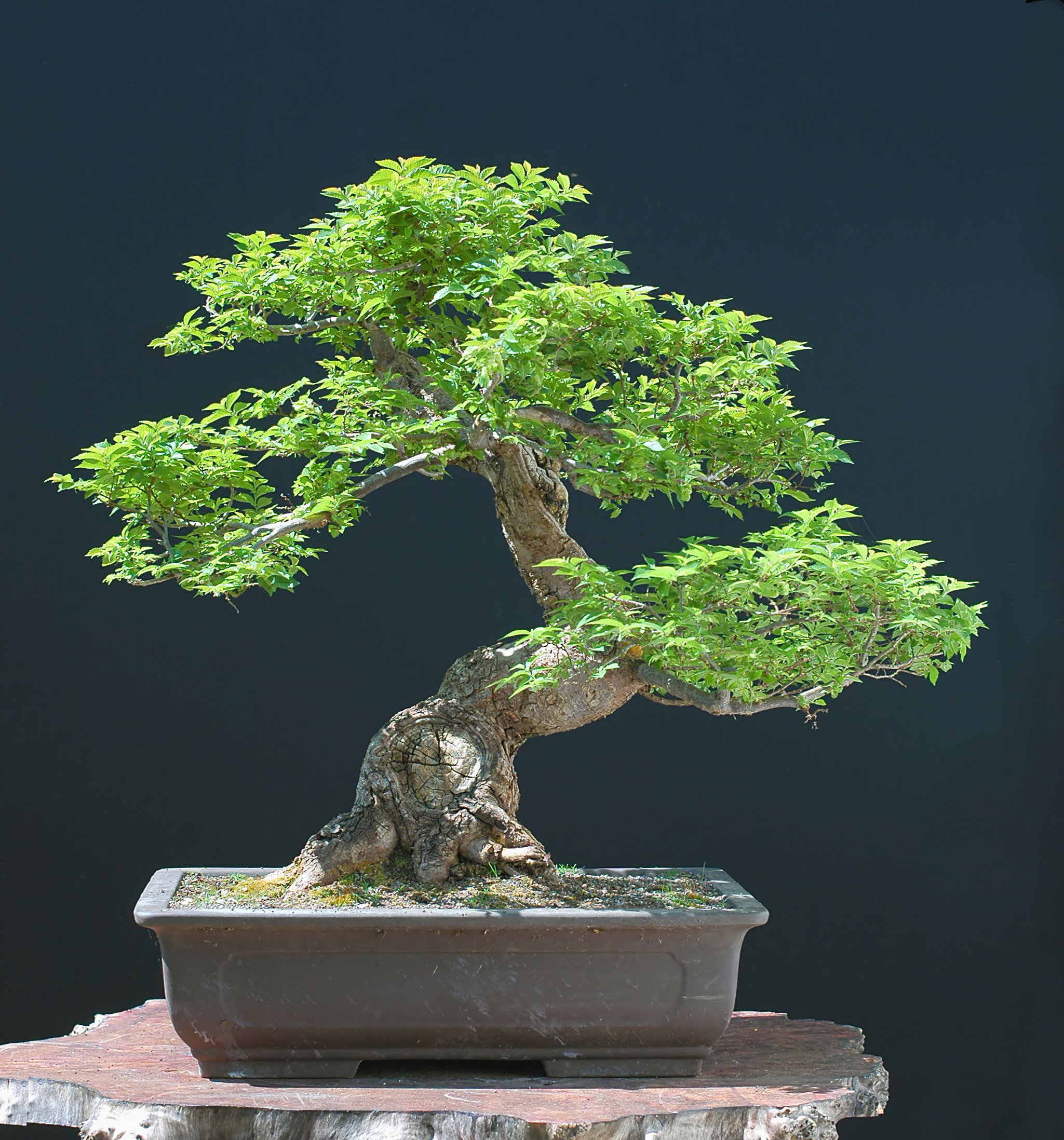 30 Chinese Elm Bonsai Tree Seeds Ulmus Parvifolia - Etsy UK