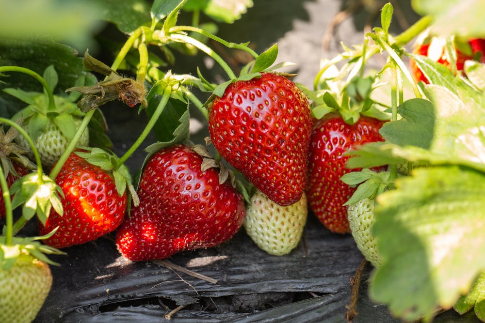 Everbearing Strawberry Seeds 100 Seeds Grow Red Etsy