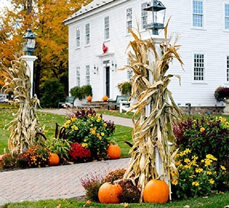 Dried Corn Stalk Bundle for Decor or Display Corn Shucks - Etsy