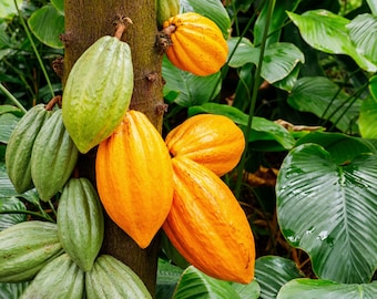 Theobroma Cacao Yellow and Red Kaka 30-1,000++ FRESH ORGANIC SEEDS Cocoa 