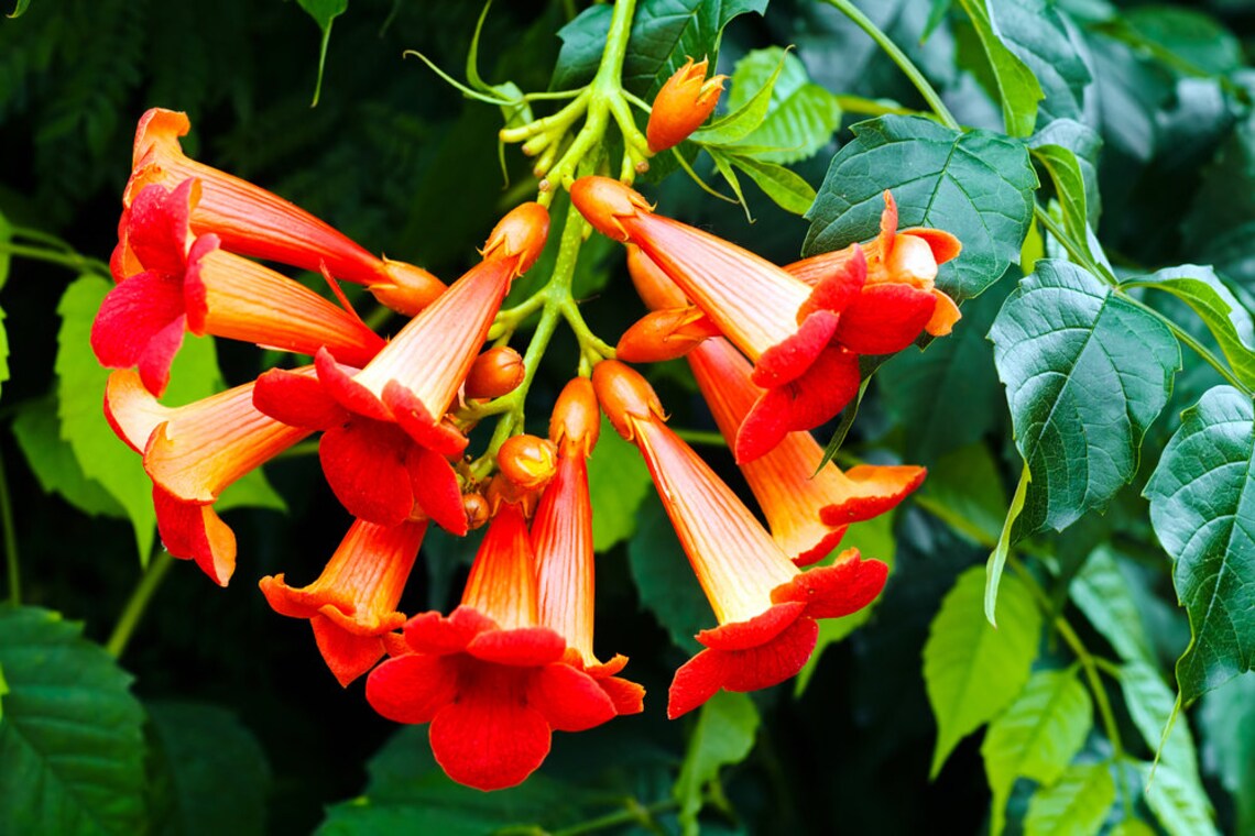 Red Trumpet Creeper Vine Seeds 20 Seeds Hummingbird Bush Etsy