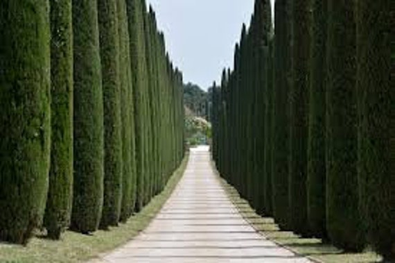 Image result for amazing Thuja Green Giant
