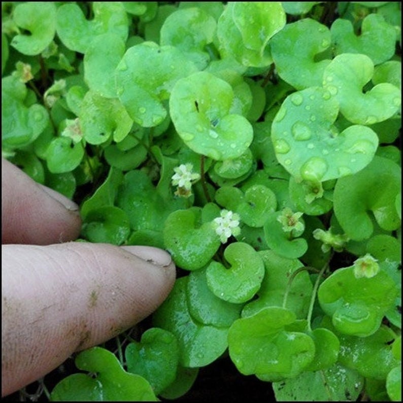 Carpet Vine Seeds 200 Dichondra Seeds to Grow Ground Cover Etsy