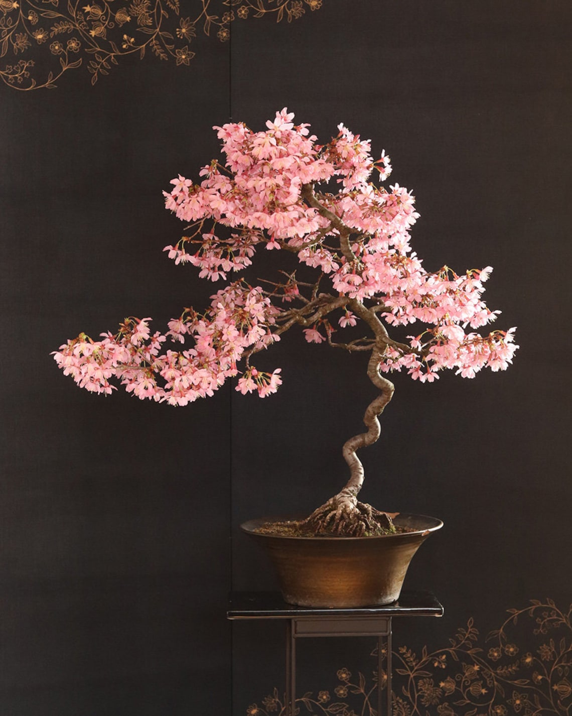 Weeping Cherry Blossom Bonsai Tree Seeds for Planting Highly Etsy