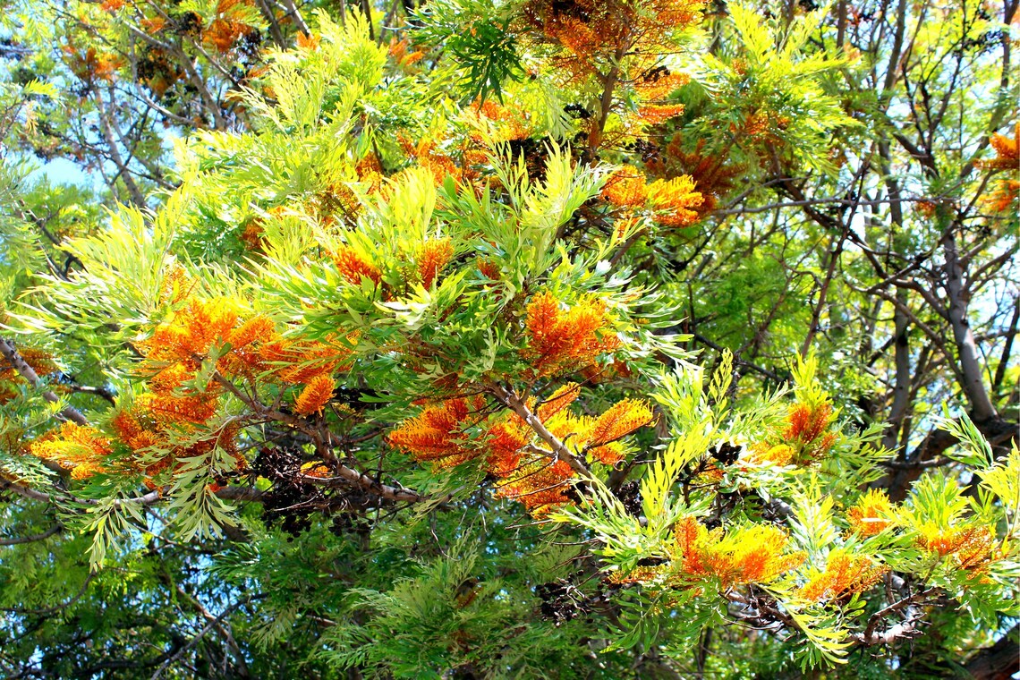 30 Silky Oak Tree Seeds for Planting Grevillea Robusta Etsy