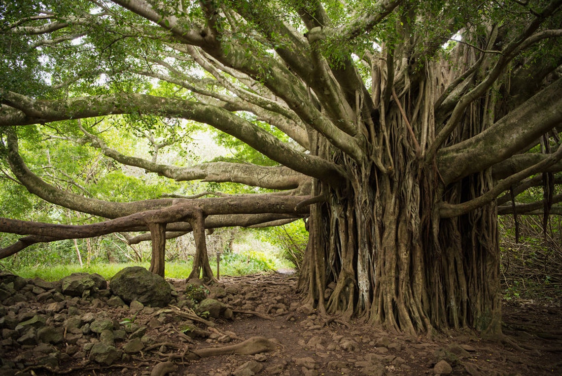 Banyan Tree Seeds for Planting 40 Seeds of Ficus Etsy