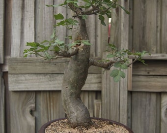 Baobab Bonsai Tree Seeds 5 Seeds To Grow Highly Prized Etsy
