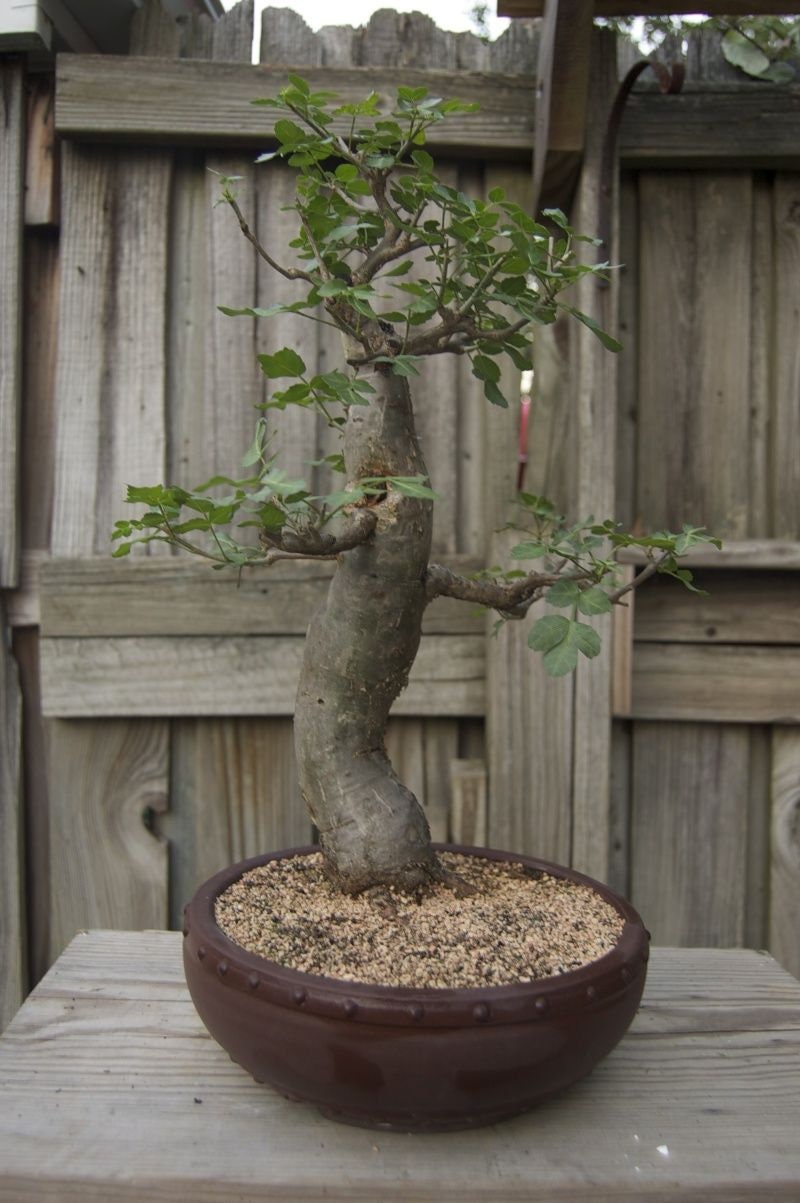 Baobab Bonsai Tree Seeds 5 Seeds To Grow Highly Prized Etsy