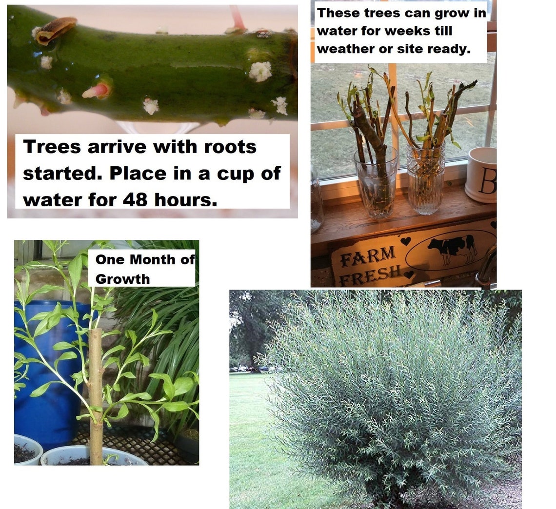 4 Live Basket Willow Tree Shrubs Grow Basket Willow Branches Etsy