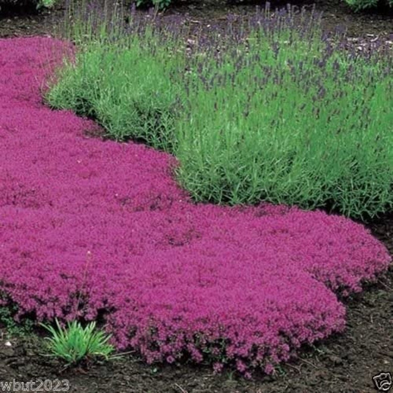 500 Creeping Thyme Seeds Amazing Ground Cover Like an Etsy