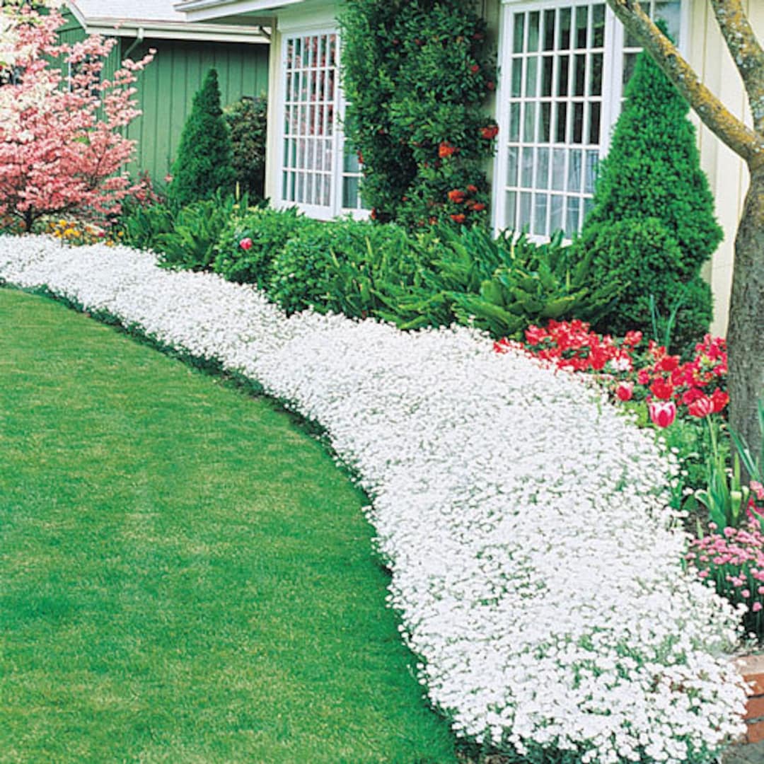Snow in Summer Ground Cover 500 Seeds Single Mix Exotic Etsy