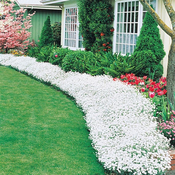 Snow in Summer Ground Cover 250 Seeds Single Mix Exotic Etsy